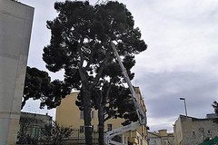 Scuola "San Tommaso": rimossi i bozzoli di processionaria