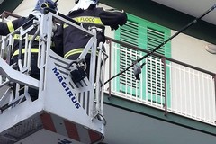 Colombo incastrato su un cavo: i Vigili del Fuoco lo salvano