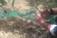 Serpente cervone impigliato in una rete, salvato dal WWF