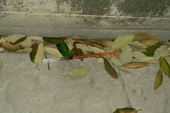 Trovata una siringa davanti alla "San Giovanni Bosco"
