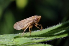 Giovinazzo tra i comuni obbligati alle lavorazioni dei terreni per il contrasto alla Xylella