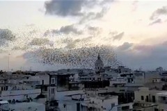 Danni olive. CIA Puglia: «Caccia storni in deroga provvedimento assolutamente positivo»