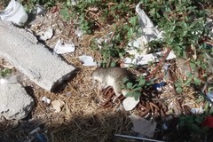 Ancora un ratto morto a Ponente