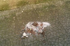 Veleno per randagi nelle strade di Giovinazzo