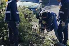 Vuoi diventare una guardia zoofila? La G.E.P.A. organizza un corso