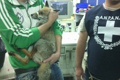 Le guardie Anpana salvano una volpe ferita
