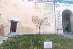 Gli ulivi dell’Istituto Vittorio Emanuele II sono malati
