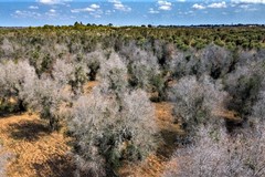 Xylella: Cia, prima battaglia vinta per il Commissario straordinario
