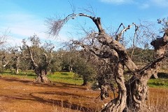 300 milioni per la Xylella, Galizia ed i deputati 5 Stelle soddisfatti