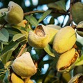 Furti di mandorle: l'allarme di Coldiretti Puglia