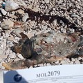 Le mareggiate fanno  "strage " di delfini e tartarughe marine
