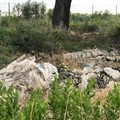 Azzollini lascia Giovinazzo: «Costretti a lavorare tra rovi e discariche»