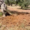 Xylella, il pericolo incombe. E il Consiglio comunale approva una delibera all'unanimità