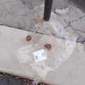 Polpette avvelenate in via Piscitelli: la denuncia dei cittadini