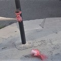 Escrementi canini raccolti...e lasciati appesi ad un palo o per terra