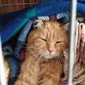 Risonanza effettuata dopo la gara di solidarietà: Giovinazzo in ansia per gatto Lucio