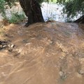 Piogge torrenziali, Confagricoltura chiede lo stato di calamità