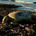 Continua la "strage " delle tartarughe marine