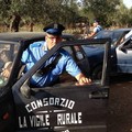 Sventato un furto di olive dalla Vigile Rurale, ladri in fuga