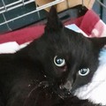 Luce, la gattina cieca bisognosa di cure