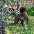 Cinghiali morti sulla provinciale tra Giovinazzo e Bitonto: il VIDEO