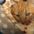 È morto Lucio, il gatto che ha commosso Giovinazzo