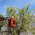 Ripulito dai rifiuti l'albero in via Molino. Verbale in arrivo