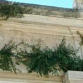 Cimitero Giovinazzo, il terzo blocco infestato da rampicanti ed erbacce