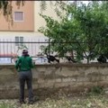 Elogio ad Elena, la "mamma " di tanti gatti di Giovinazzo