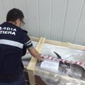 Pesce non tracciato: sequestrate 9 tonnellate dalla Guardia Costiera