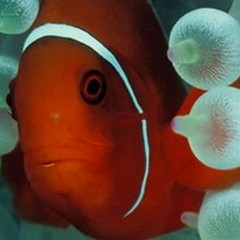 I mari del mondo in una mostra fotografica