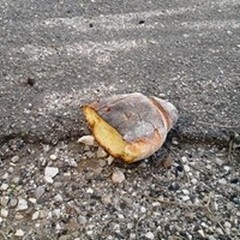 Dacci oggi il nostro pane quotidiano