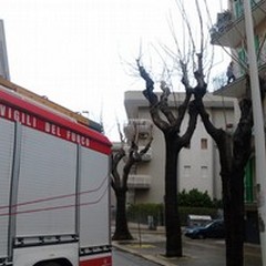 Gattino su un cornicione, intervengono i Vigili del Fuoco
