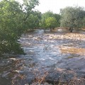 Allagamenti nelle campagne di Giovinazzo