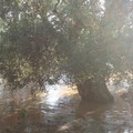 Maltempo: ancora possibili forti temporali su Giovinazzo