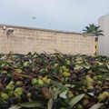 Unaprol: «Via le bolle cartacee per il trasporto olio e olive fuori territorio»