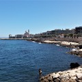 Cormorani, allarme per la maricoltura anche a Giovinazzo