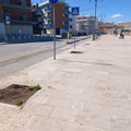 Nuove alberature per i lungomari di Giovinazzo