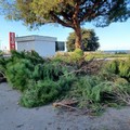 Potatura dei pini in piazzale Salvo D'Acquisto