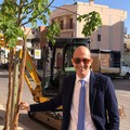 Nuove alberature nel centro e sui lungomari di Giovinazzo