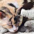 Pupa non c'è più. La gatta mascotte di via Cattedrale se ne va dopo 24 anni