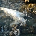 Carcassa di delfino scoperta a cala Crocifisso