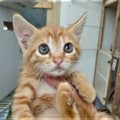 La storia di Ragù, il gattino salvato tra Giovinazzo e Terlizzi