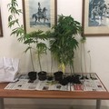 La marijuana cresce nelle case. Boom di piante in orti e balconi