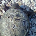 Tartaruga senza vita spiaggiata a Levante
