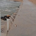 «Quando l'estate non finisce mai». Sinistra Italiana Giovinazzo bacchetta l'amministrazione