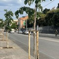A Giovinazzo piantati nuovi alberi in via Durazzo, via Crocifisso e piazza Garibaldi