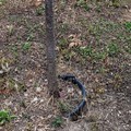 Alberi, PrimaVera Alternativa: «Per l'assessore Depalo plastica è bello»