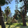 Albero caduto nella villetta di viale Moro: l'attacco di Sinistra Italiana Giovinazzo