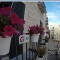 "Giovinazzo Borgo in fiore ", parte l'edizione 2023 per rendere più bella la città